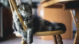 Diabetes pada Kucing dan Anjing? Waspadai Gejalanya Sekarang!