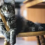 Kucing & Anjing Kesayangan Anda Bisa Diabetes? Waspadai Gejalanya!