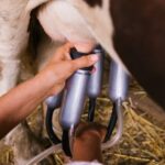 Masa Depan Peternakan & Nutrisi: Rahasia Susu Sehat Generasi Muda