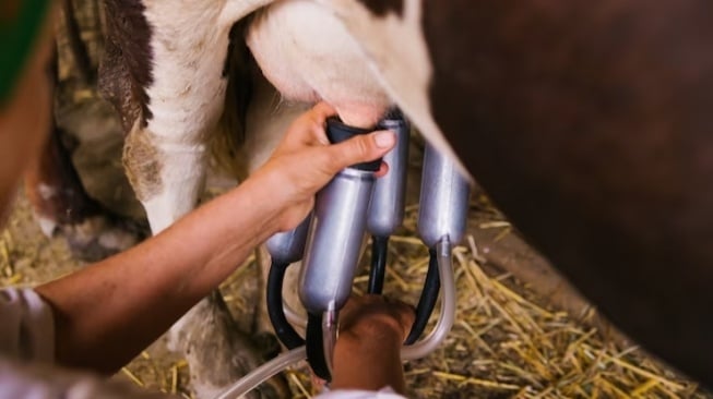 Masa Depan Peternakan & Nutrisi: Rahasia Susu Sehat Generasi Muda