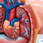 Pahami Vena Pulmonalis: Fungsi, Gangguan, dan Pengobatannya