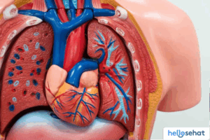 Pahami Vena Pulmonalis: Fungsi, Gangguan, dan Pengobatannya