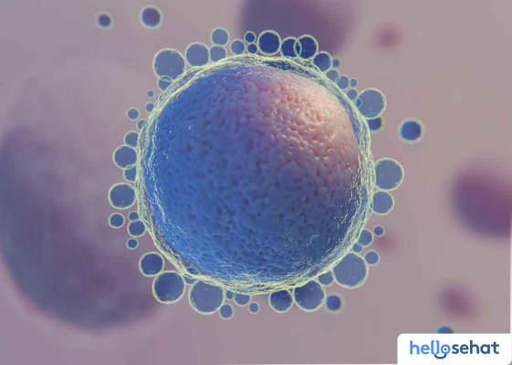 Pengambilan Ovum: Proses, Persiapan, & Keberhasilan Program IVF Anda
