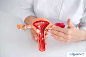 Rahasia Ovarium: Fungsi Vital Sistem Reproduksi Wanita