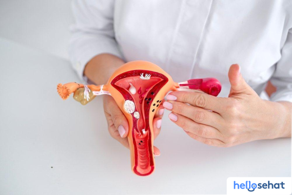 Rahasia Ovarium: Fungsi Vital Sistem Reproduksi Wanita