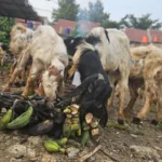 Resep Kambing Anti Hipertensi: Lezat & Sehat untuk Anda