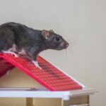 Waspada! 8 Kasus Hantavirus Ditemukan di 4 Provinsi Indonesia